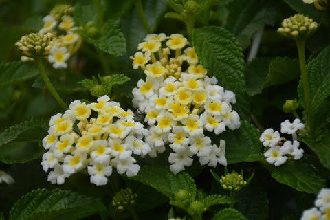 Lantana Yellow+White