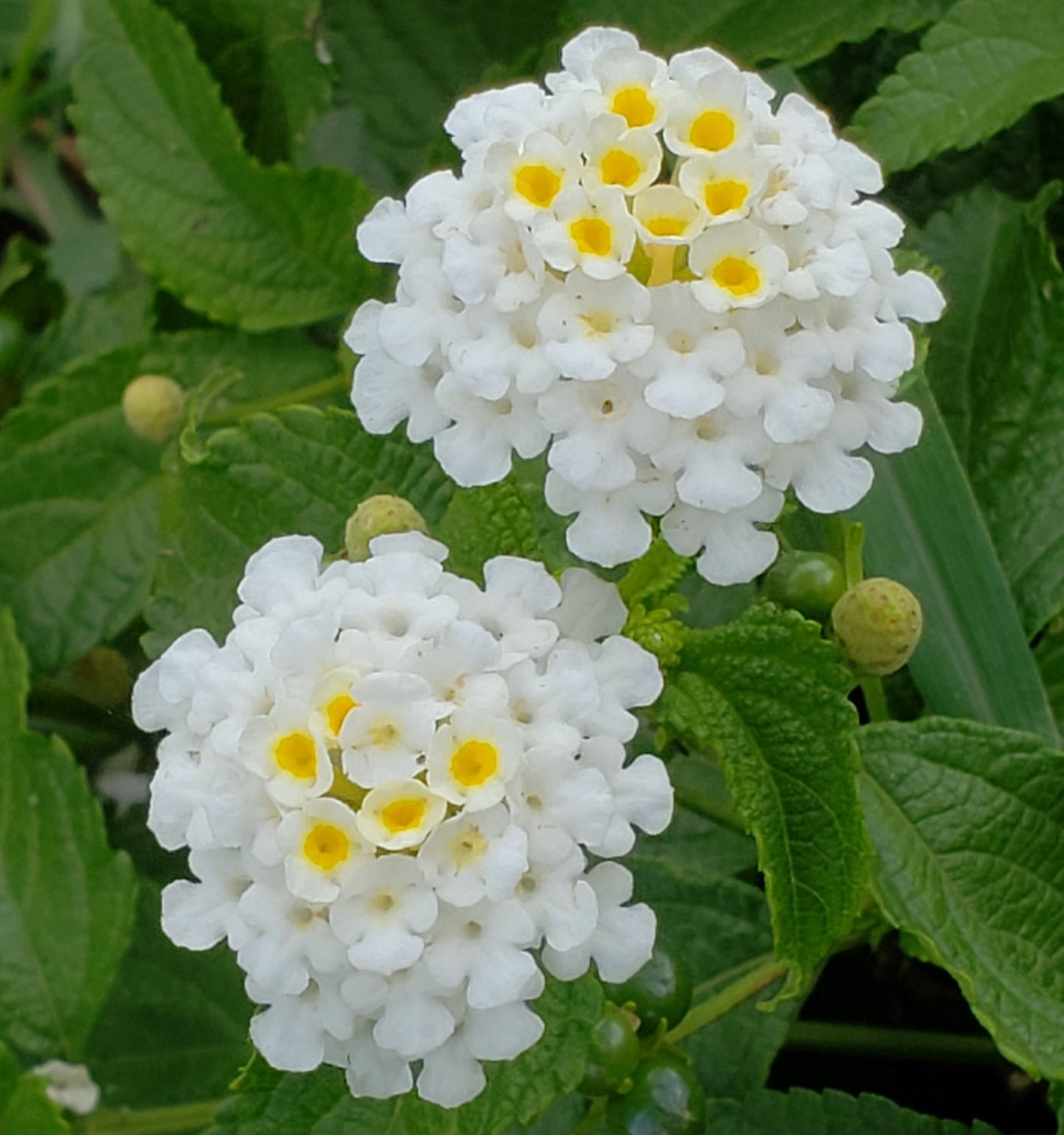 Lantana Yellow+White