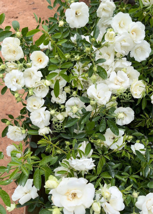 Summer Snow Rose(Own Rooted-Nadan)