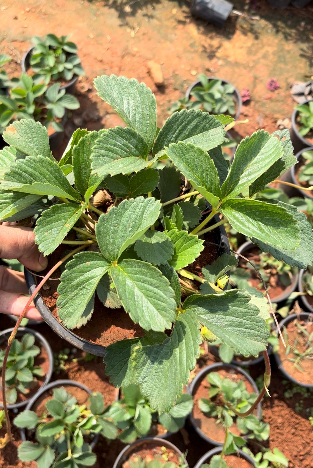 Strawberry