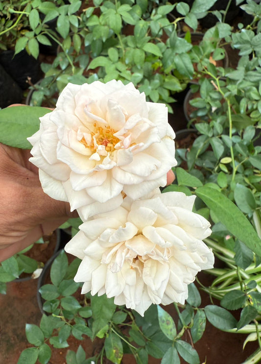 Desi White Rose