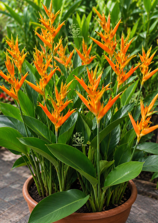 Heliconia Choconiana(Dwarf)