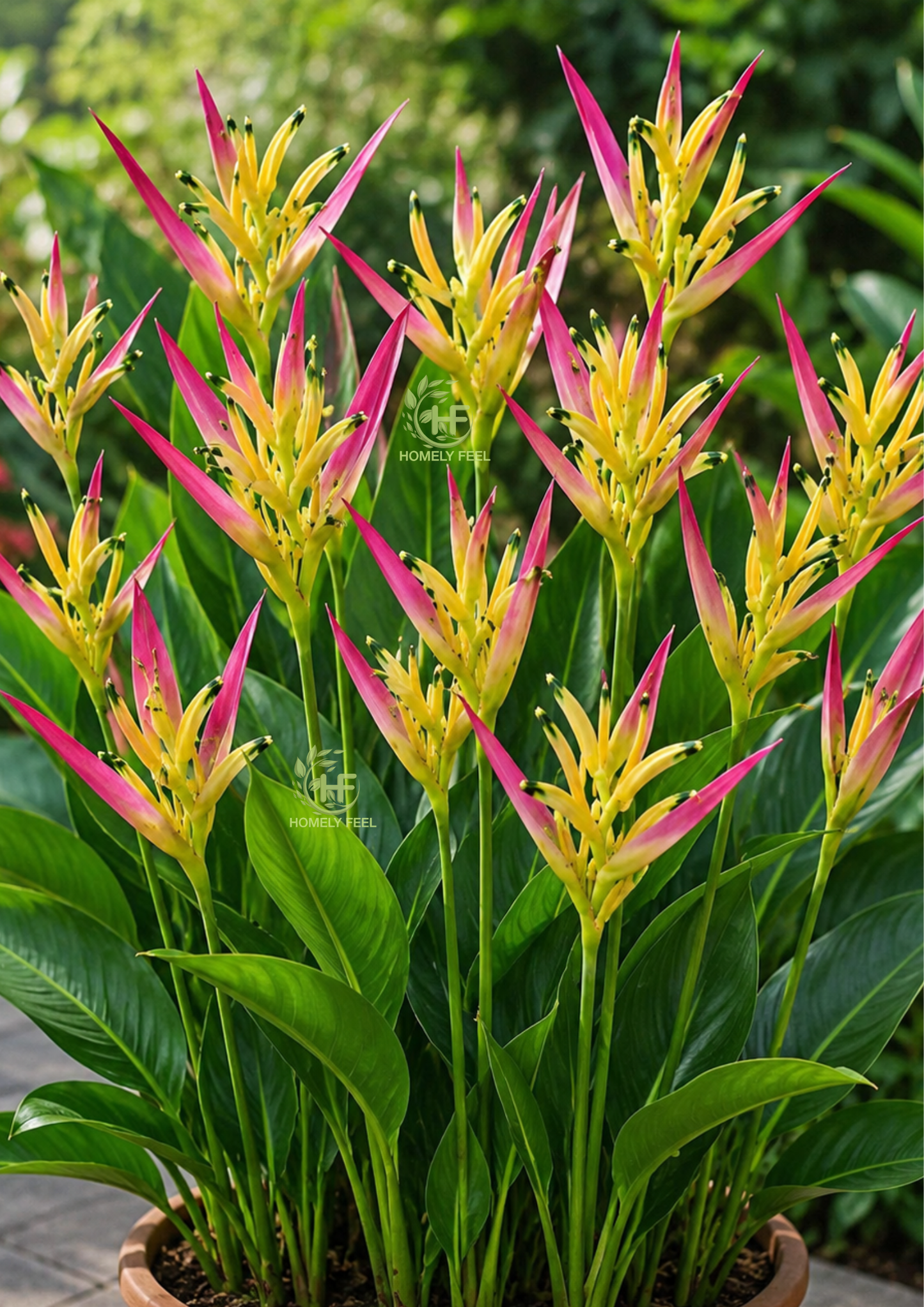 Heliconia Parakeet
