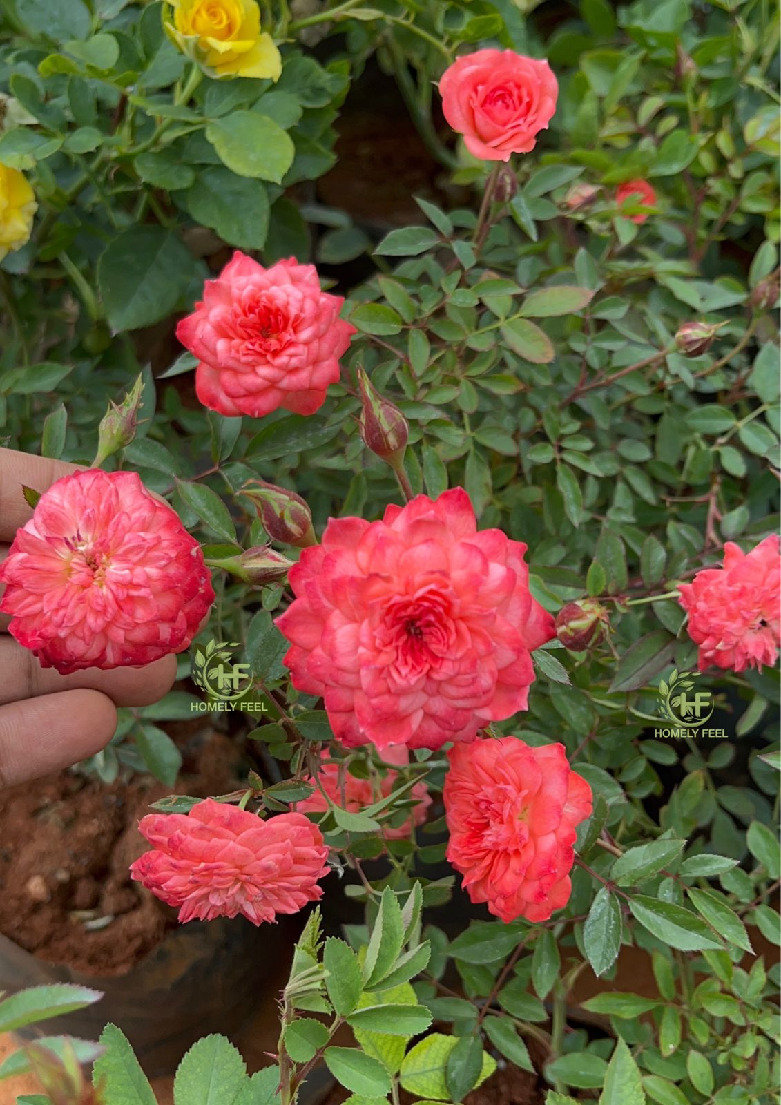 Kanakambara Rose(Cri Cri Rose) – Homely Feel Gardens