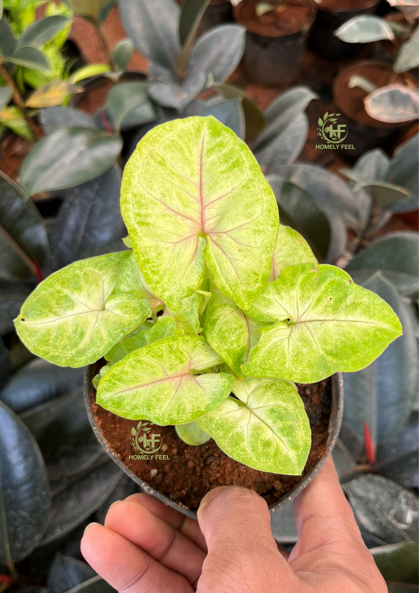 Syngonium lemon lime