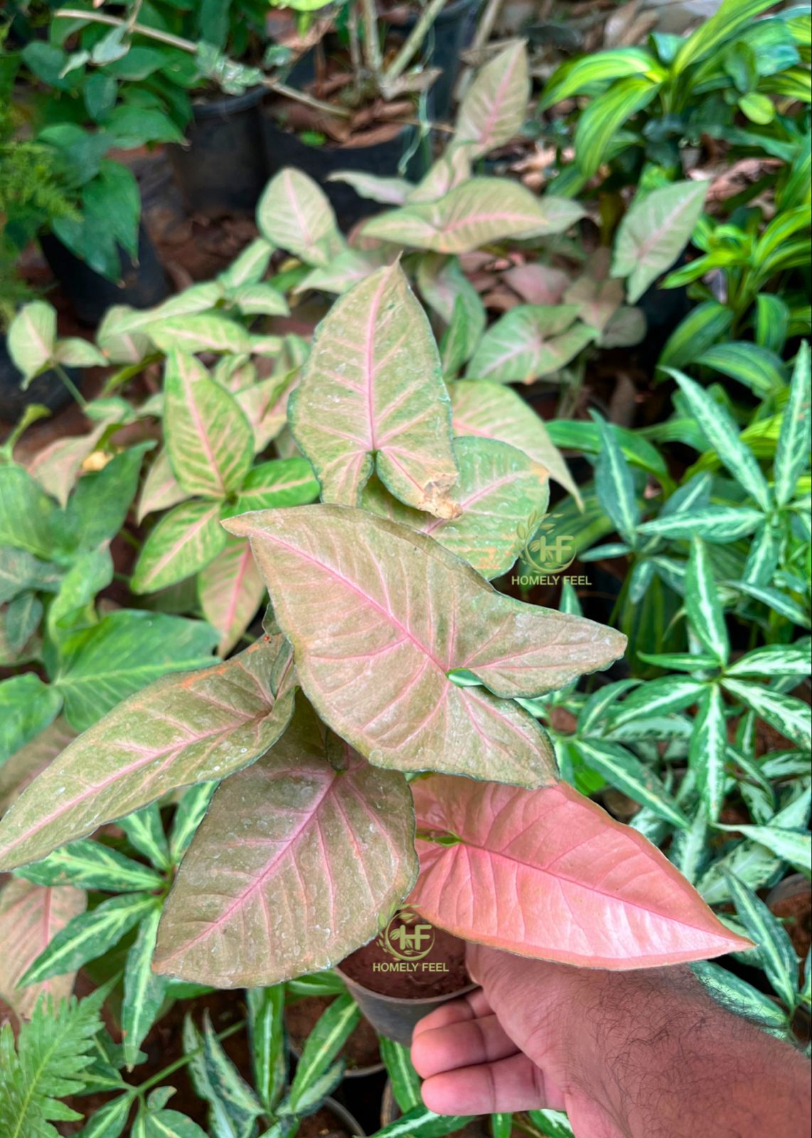 Syngonium Pink