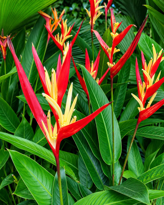 Heliconia Lady Di