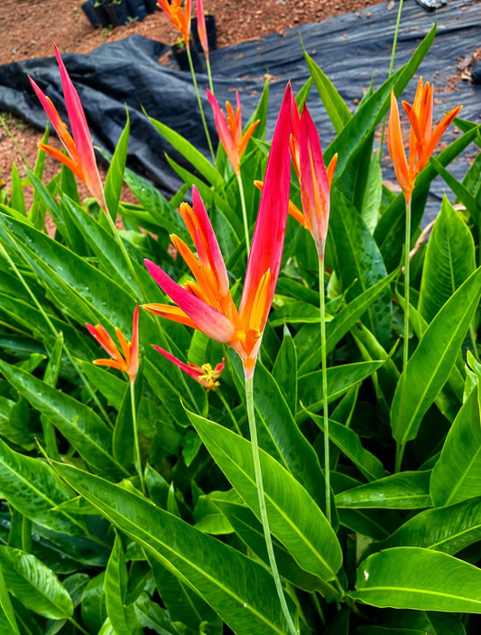 Heliconia Spetra