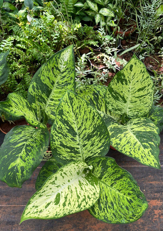 Dieffenbachia Tiger