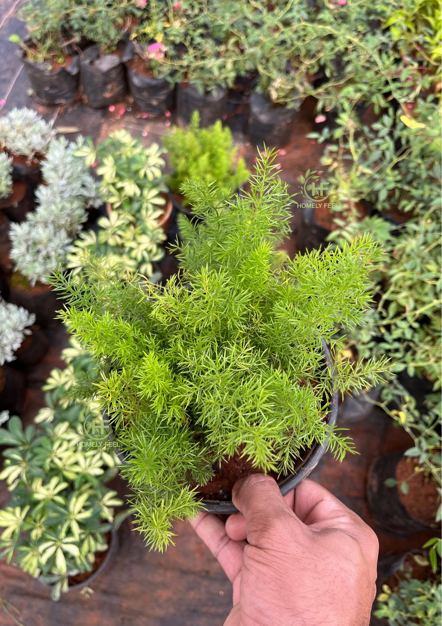 Foxtail Fern/Asparagus Meyerii