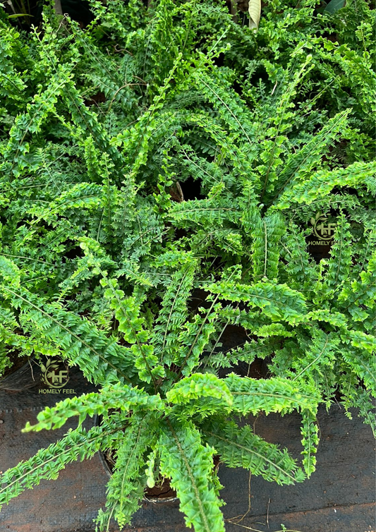 Petticoat Fern