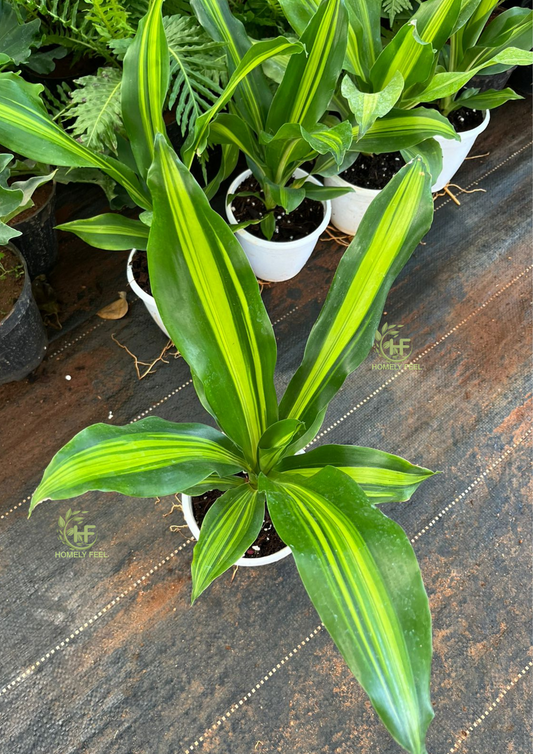 Dracaena Fragrans/Darasingh