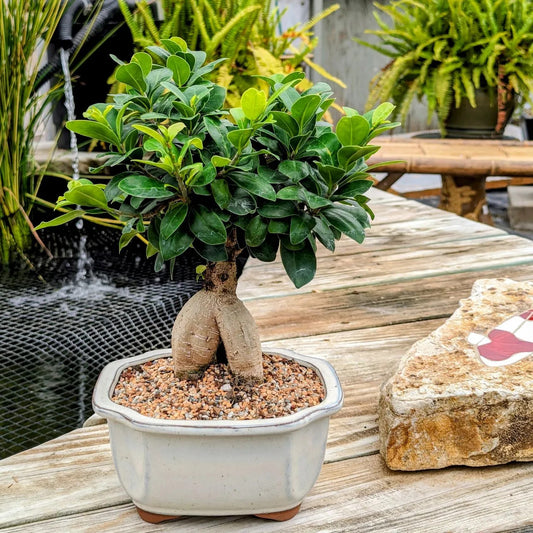 Ficus Bonsai