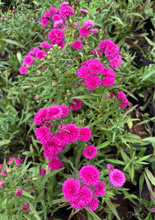 Daisy Dark Pink