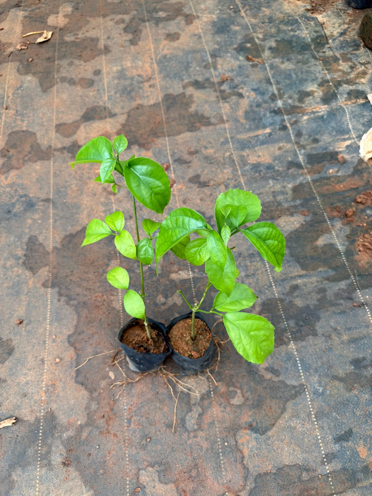 Golden Cascade Combo (2 plants)