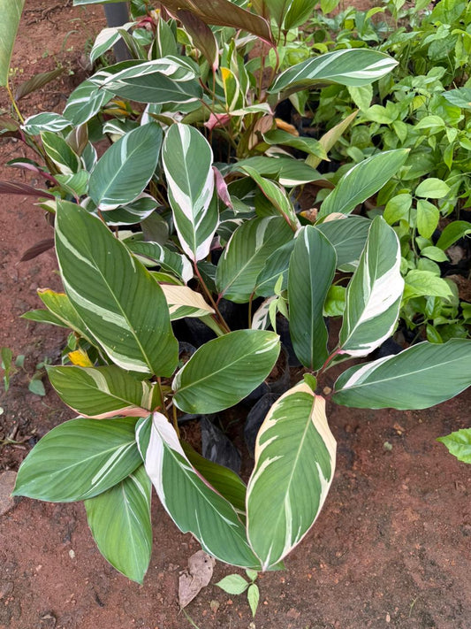 Calathea Lutea Variegated