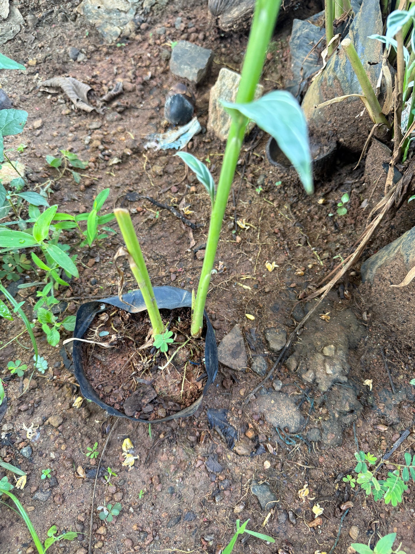 Red Ginger Variegated