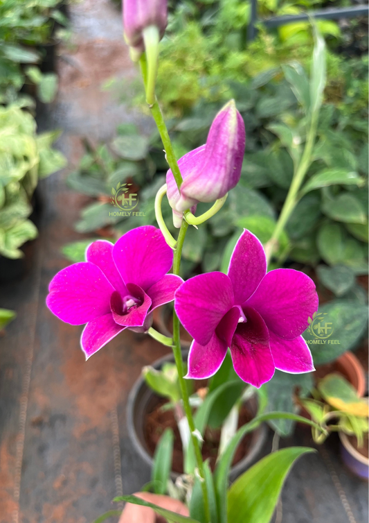 Dendrobium Orchid(Airy Red White Edge) Mature Plant