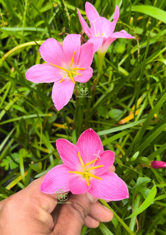Rain Lilly Pink(Big Flowers)