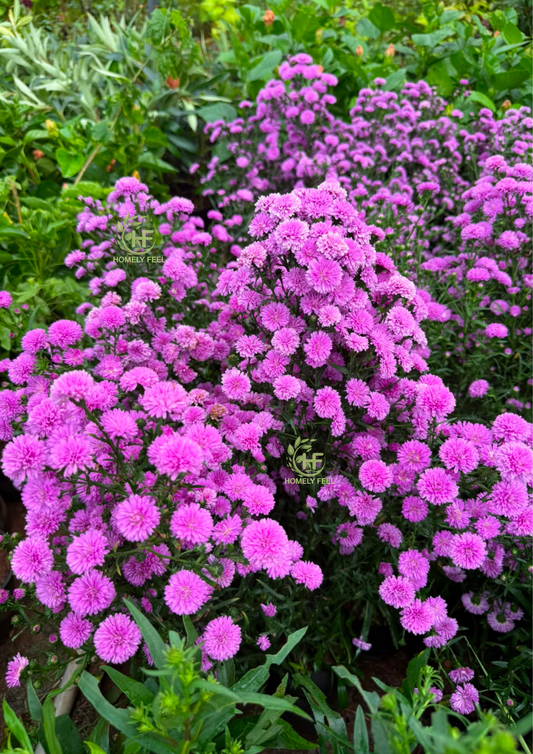 Daisy Purple
