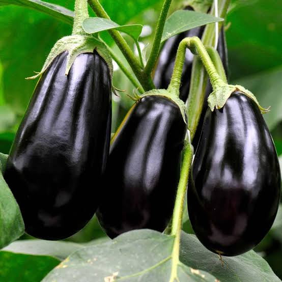 Brinjal Black(ബ്ലാക്ക് വഴുതന)seed