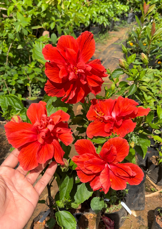 Hibiscus Orange Double Layer-Code 1