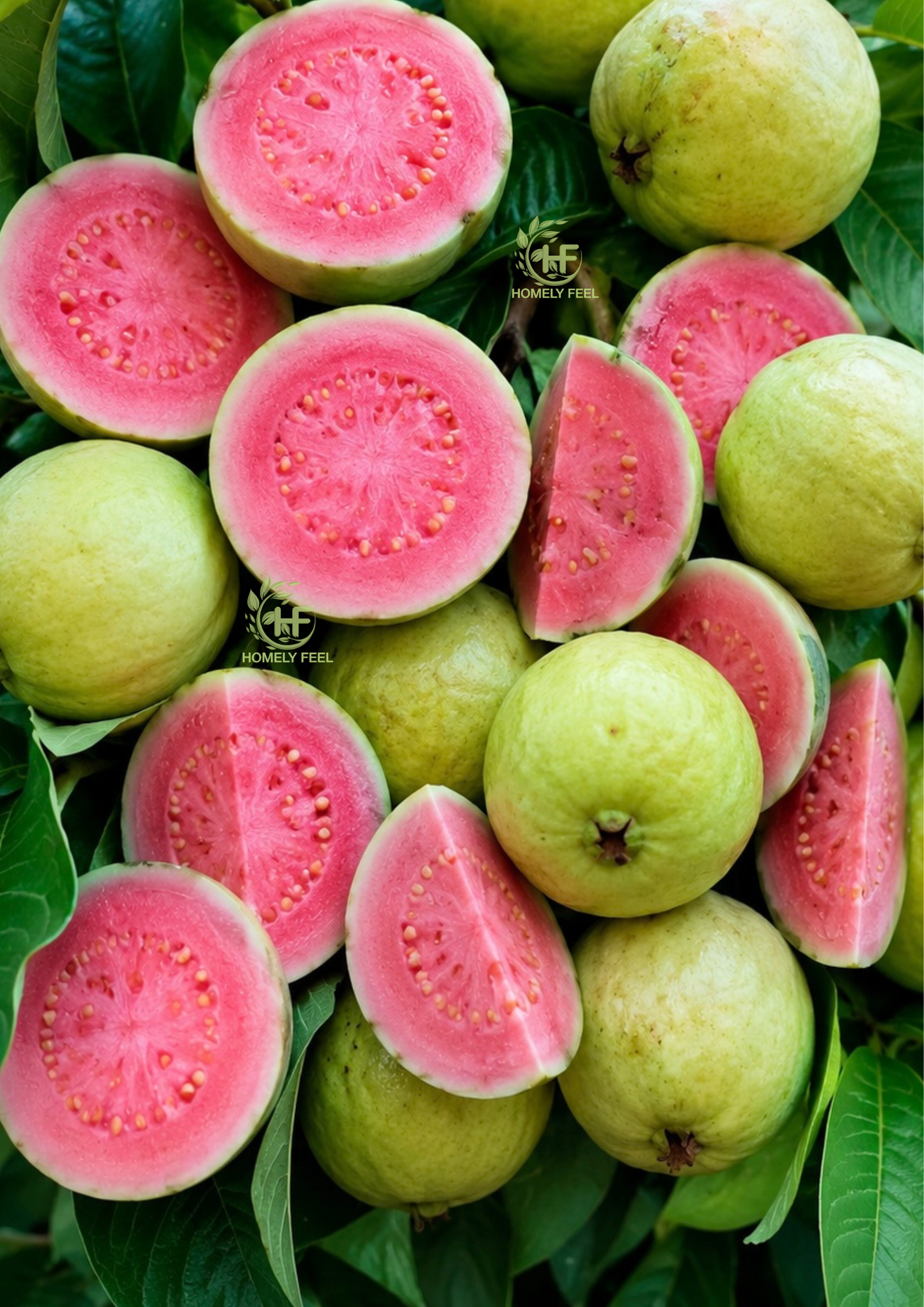 Arka Kiran Guava(Layered Plant)