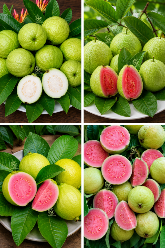 Guava Combo(4 Varieties)(Layered)