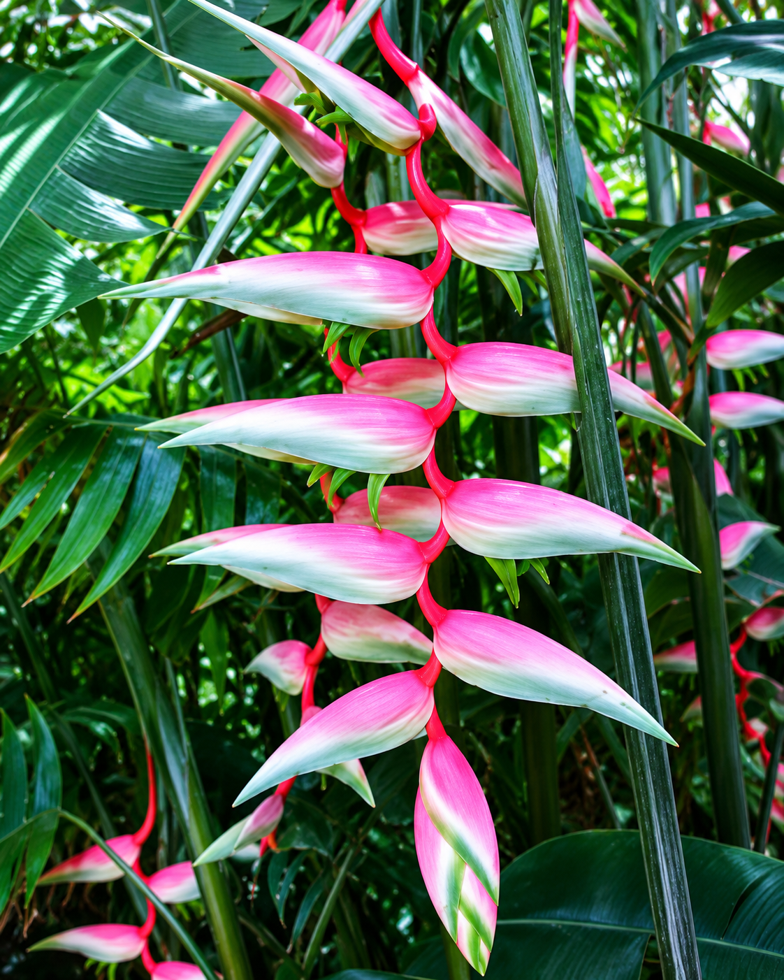 Heliconia Sexy Pink