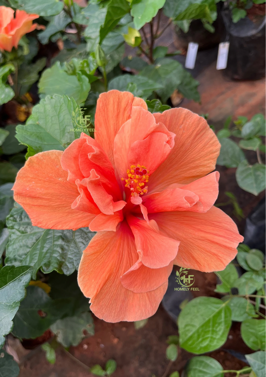 Hibiscus Code 11