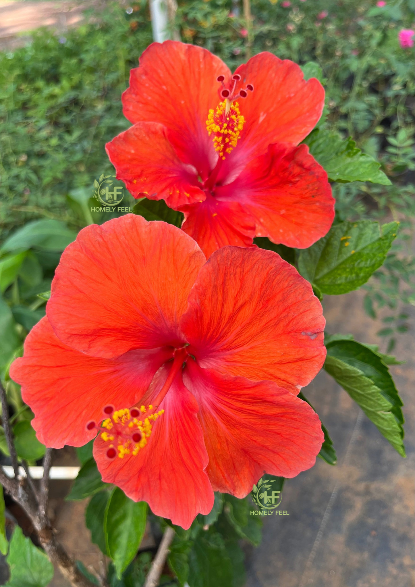 Hibiscus Reddish Orange Hybrid