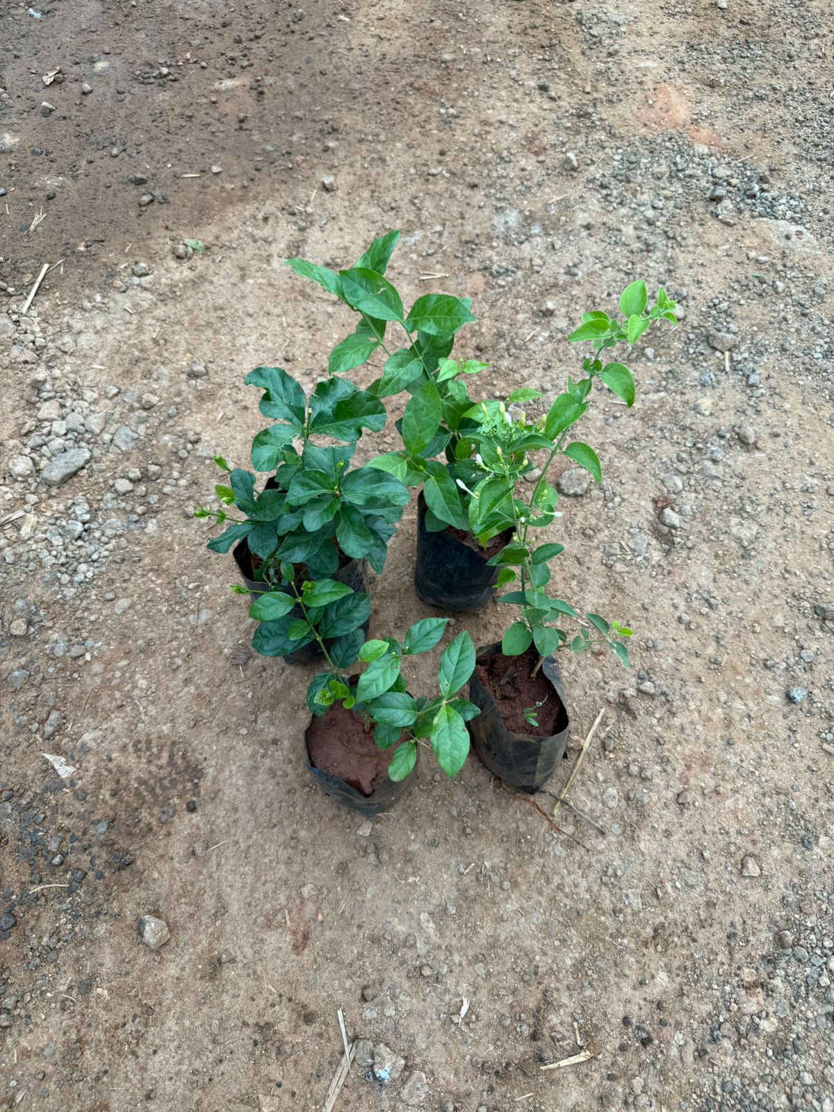 Jasmine Combo(4 Varieties)