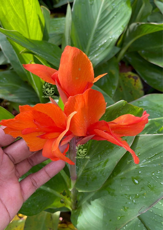 Canna Lilly Dark Orange Hybrid