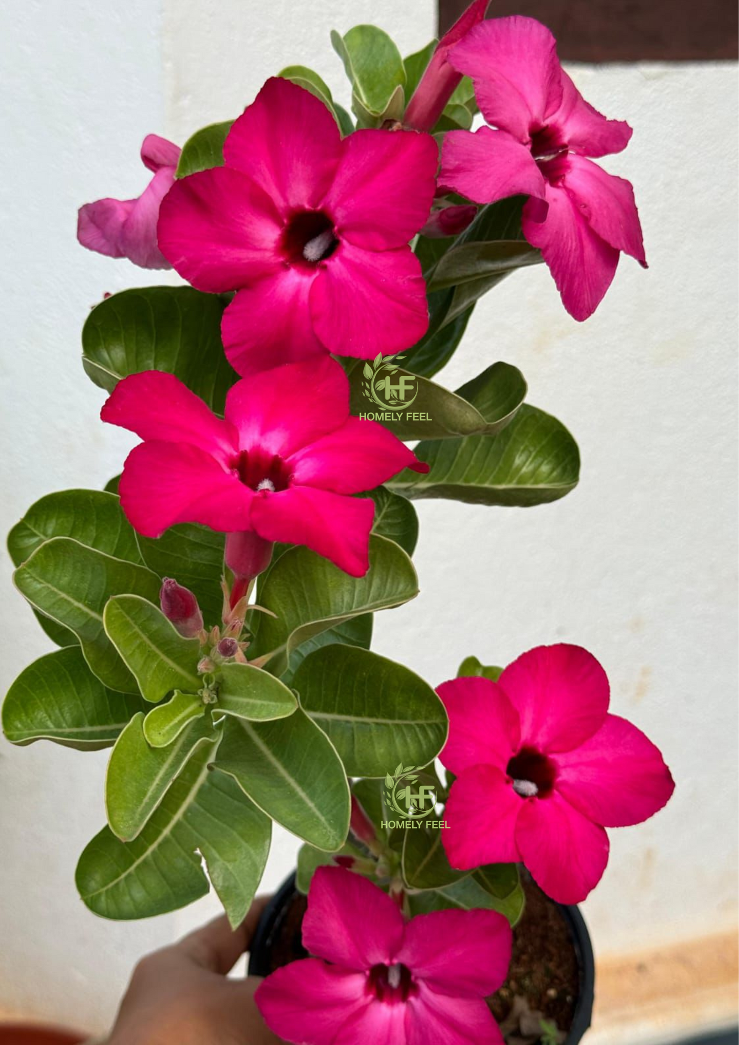 Adenium HA76