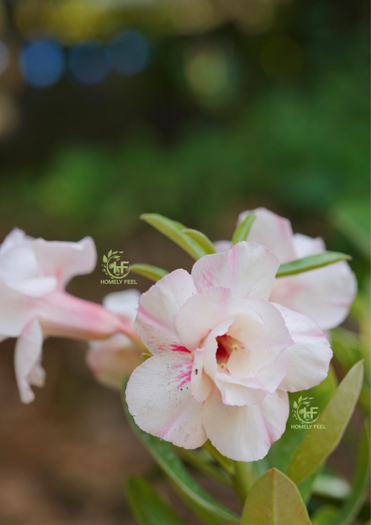 Adenium HA31