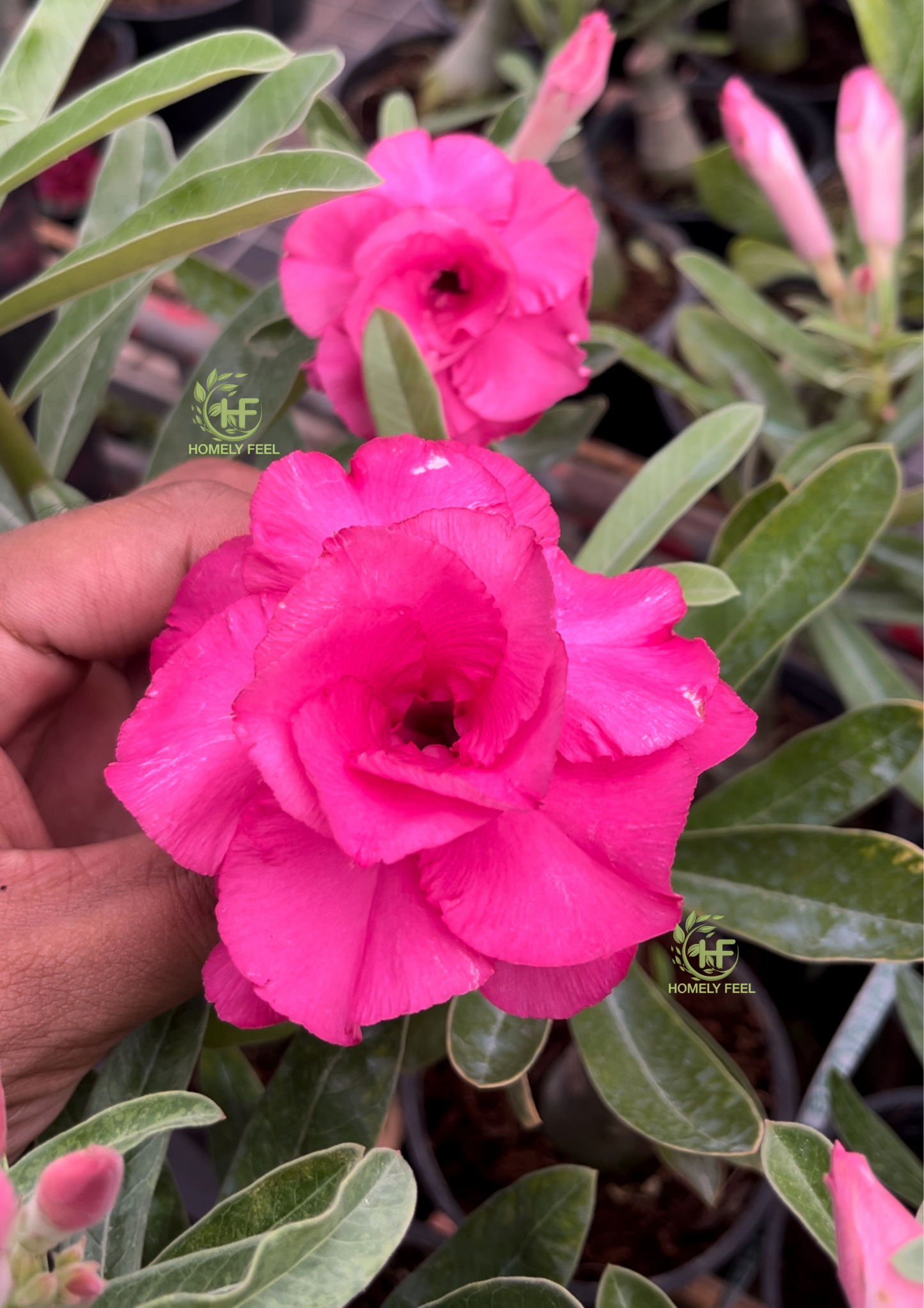 Adenium HA64