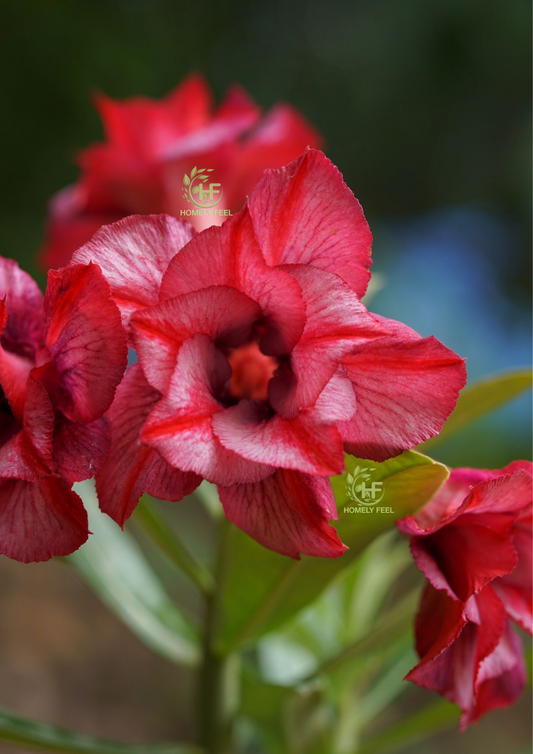 Adenium HA53