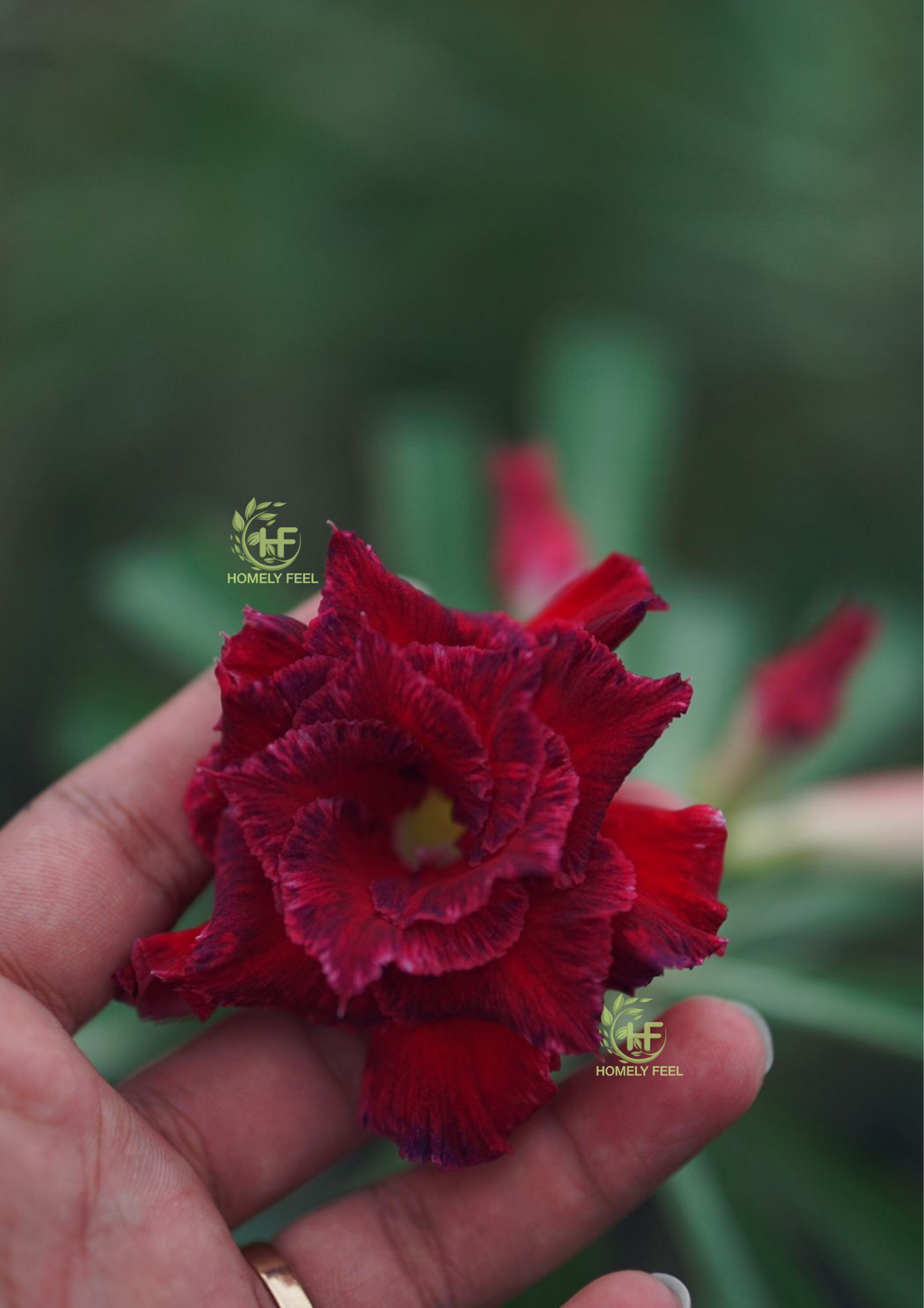 Adenium HA100