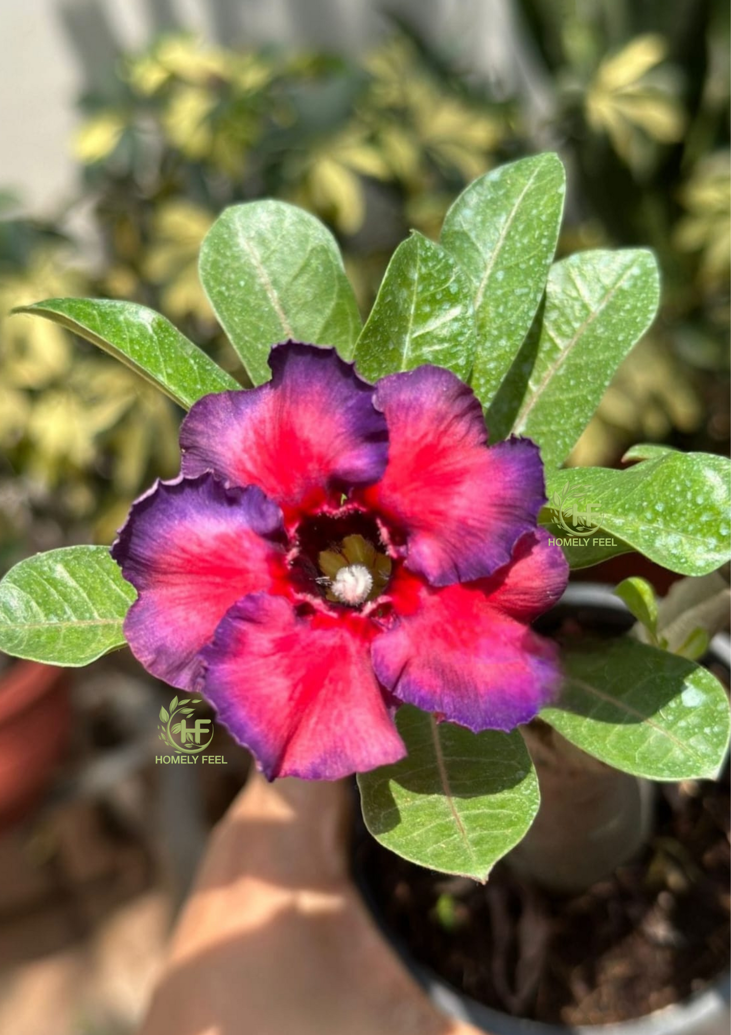 Adenium HA75