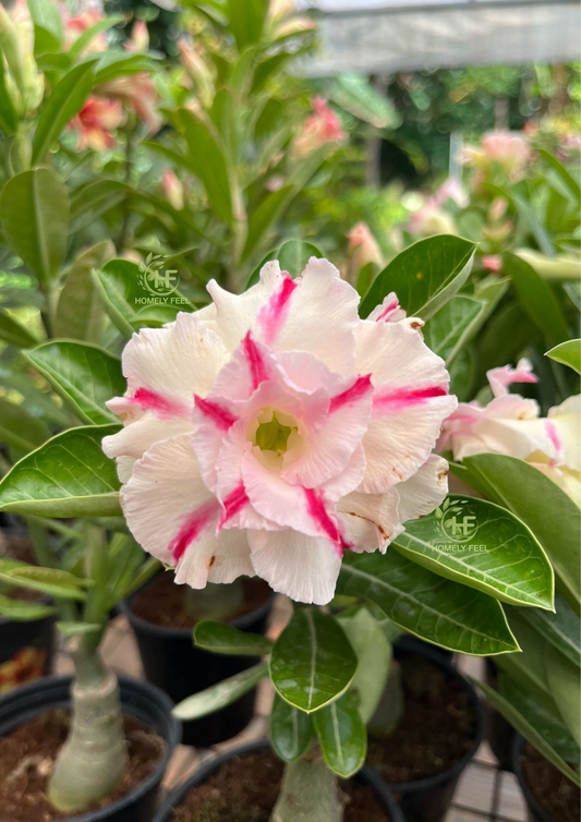 Adenium HA13