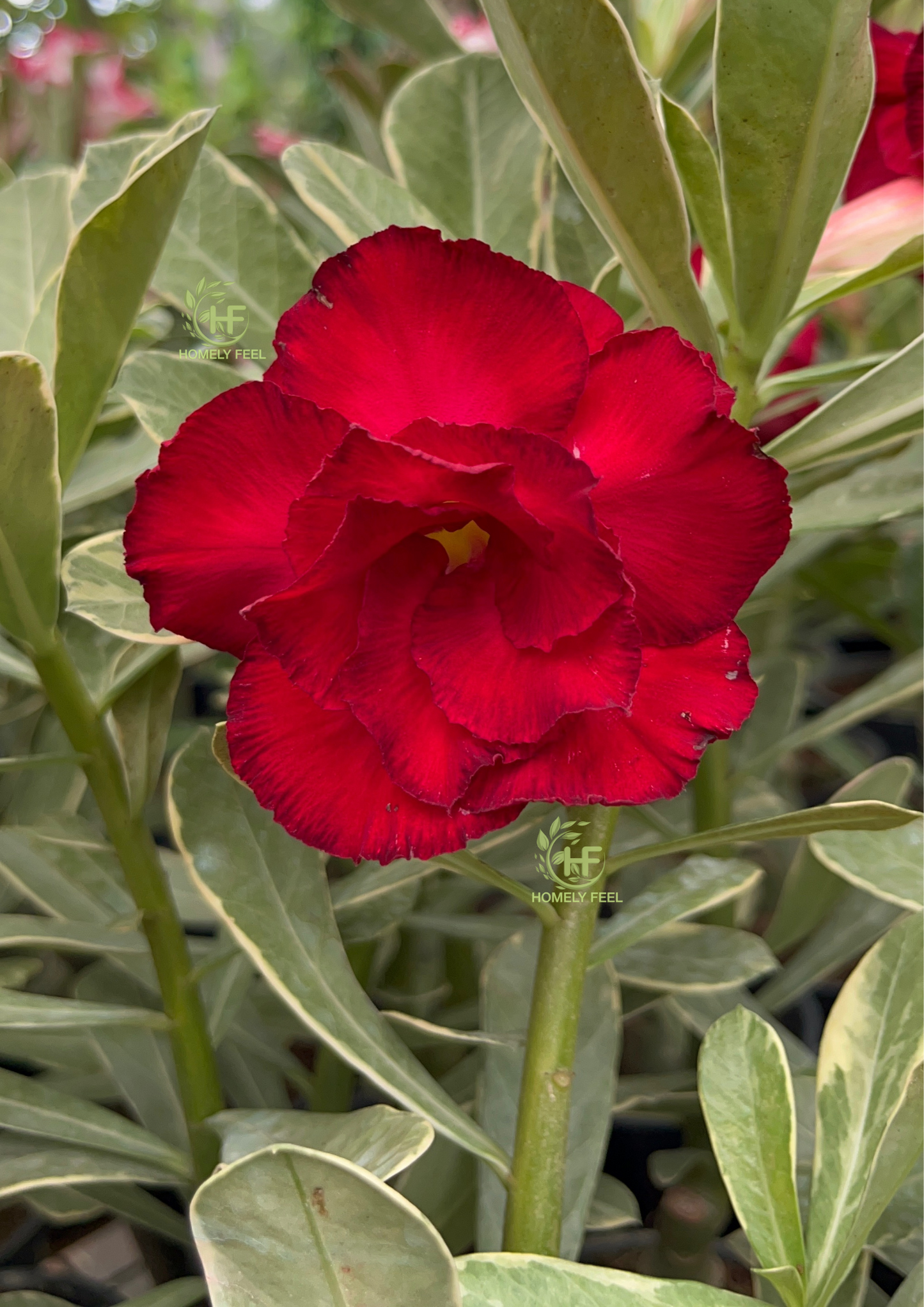 Adenium HA73 Variegated