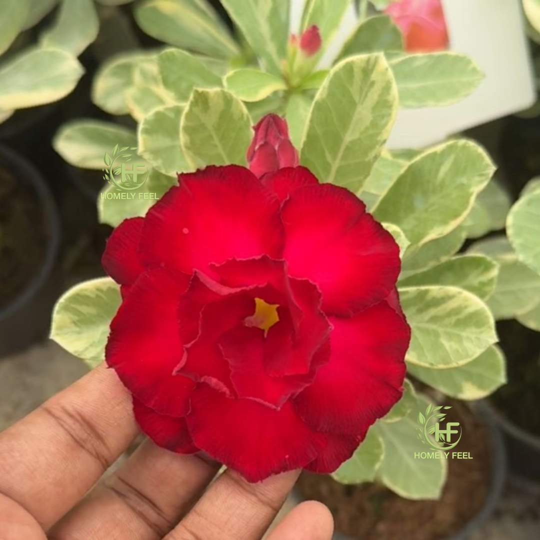 Adenium HA73 Variegated