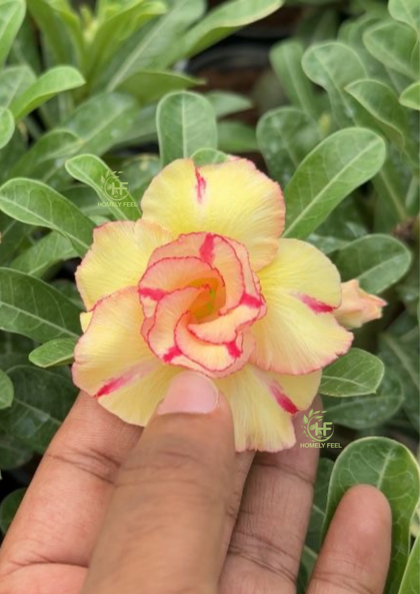 Adenium HA14