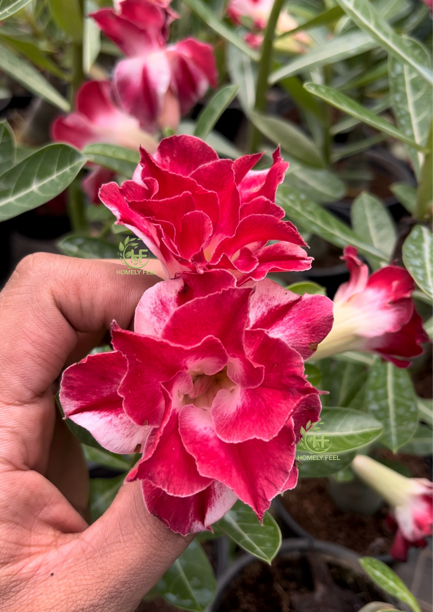 Adenium HA85