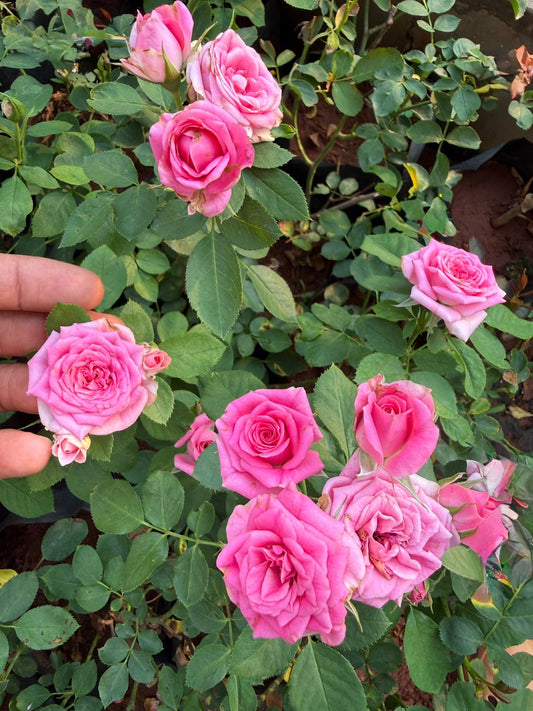Pink Lady Rose