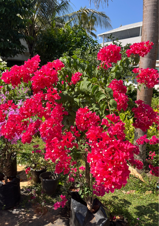 Bougainvillea Pinkish Red