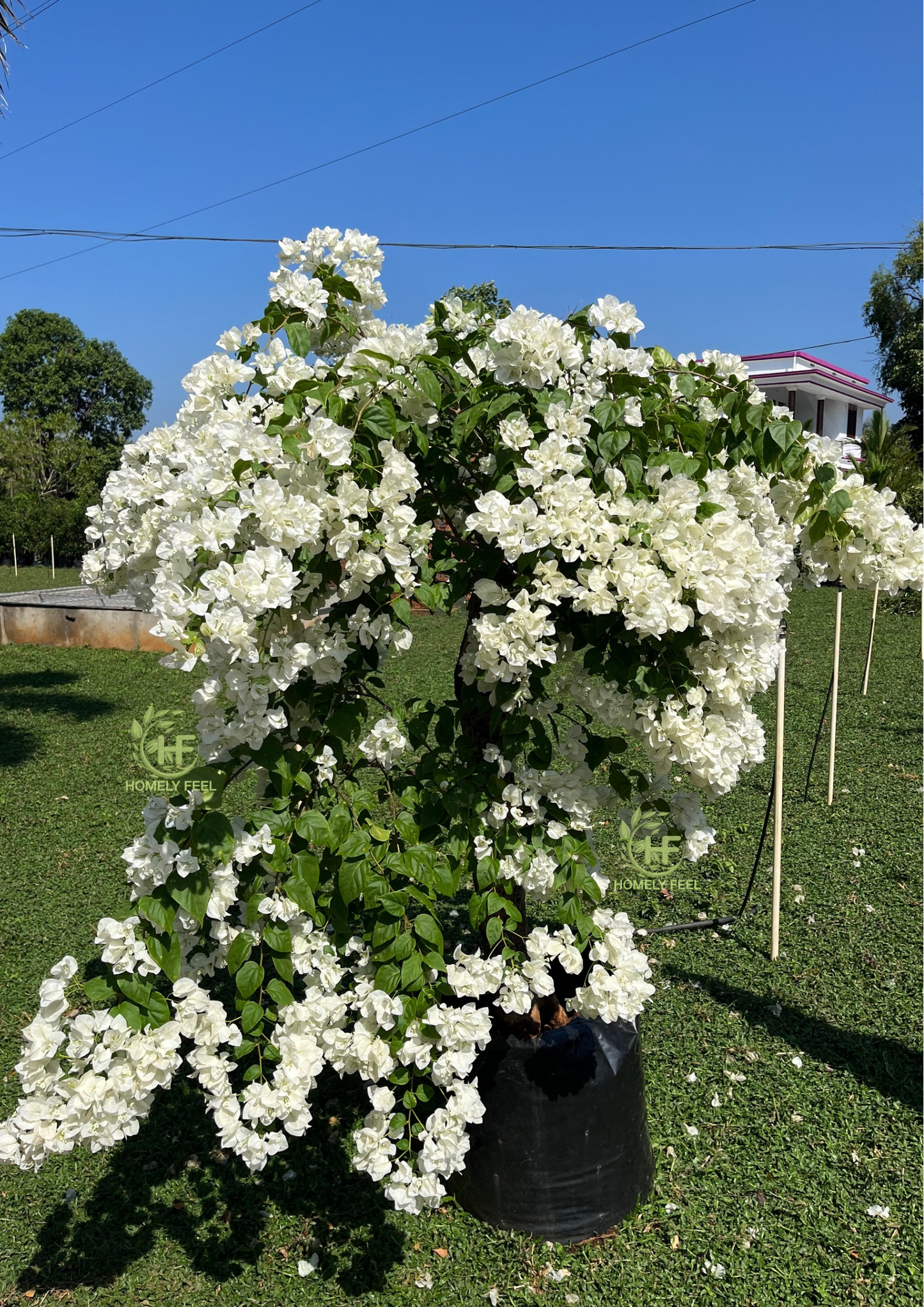 Bougainvillea White