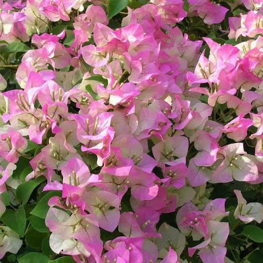 Bougainvillea Pink White Mix