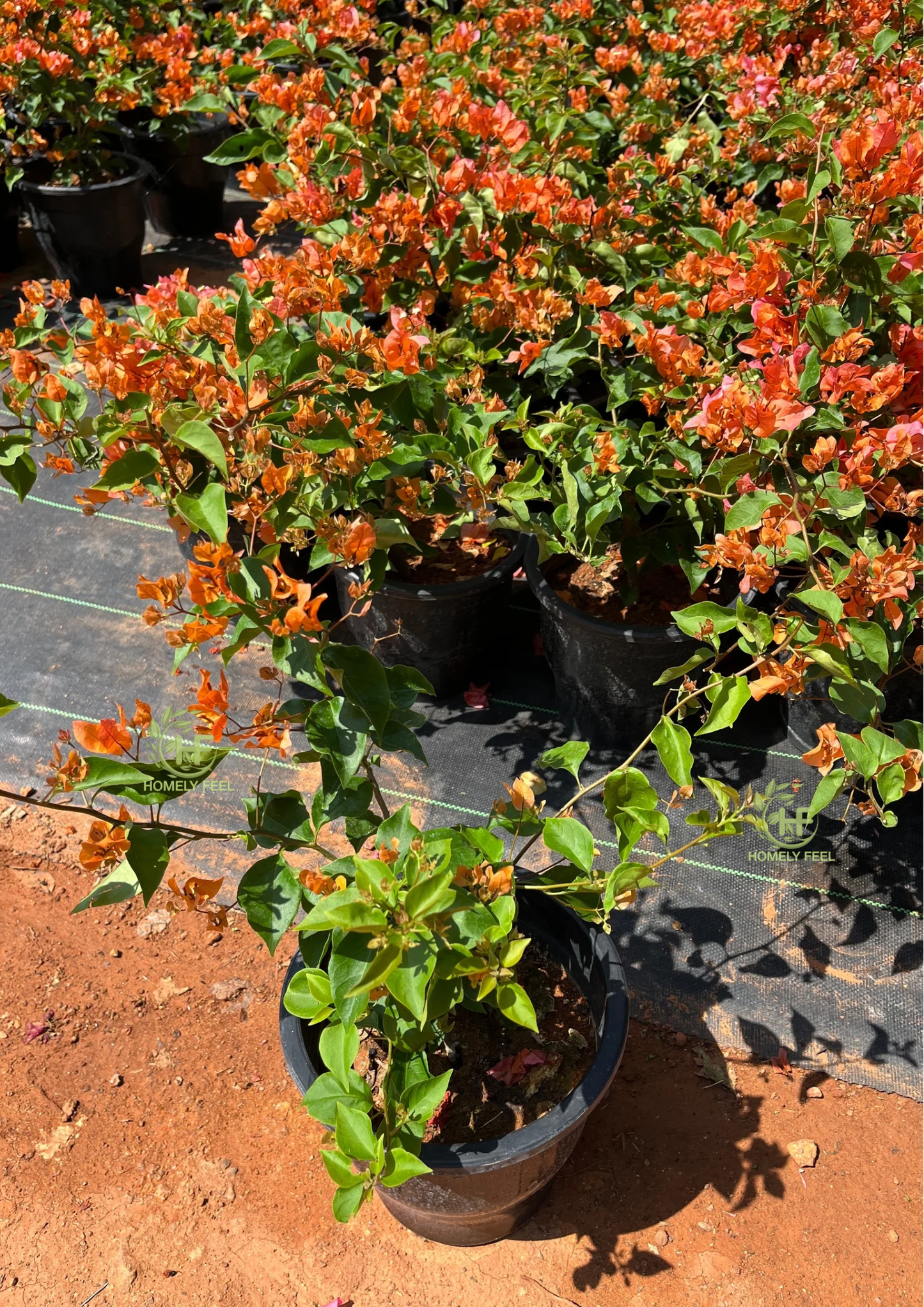 Bougainvillea Chilli Orange Hybrid