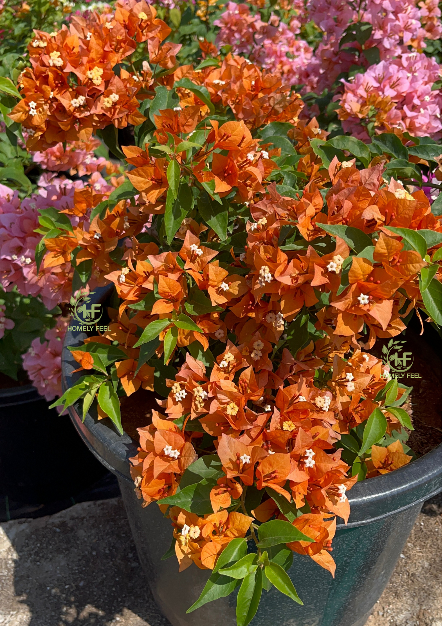 Bougainvillea Fire Opal Hybrid